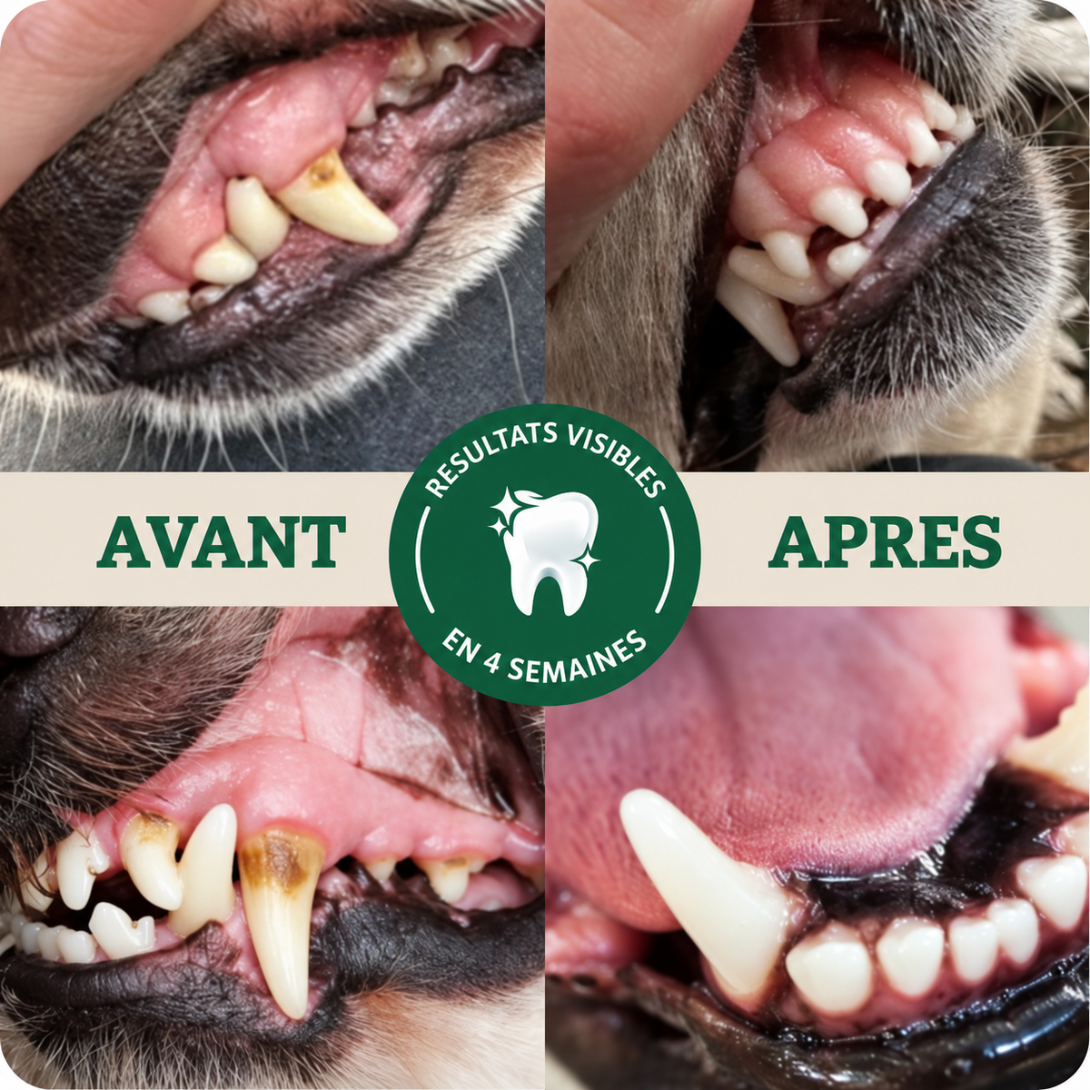 Avant / après - dents du chien après 4 semaines
